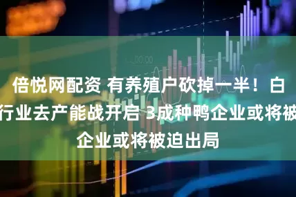 倍悦网配资 有养殖户砍掉一半！白羽肉鸭行业去产能战开启 3成种鸭企业或将被迫出局